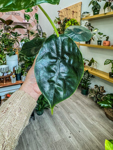 Alocasia Green Unicorn