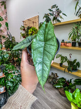 Load image into Gallery viewer, RARE Alocasia Heterophylla ‘Dragons Breath’ Baginda Jewel Elephant Ear
