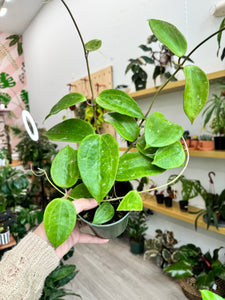 Hoya Latifolia sp  Sarawak