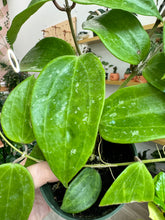 Load image into Gallery viewer, Hoya Latifolia sp  Sarawak
