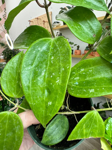 Hoya Latifolia sp  Sarawak