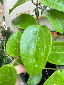 Hoya Latifolia sp  Sarawak