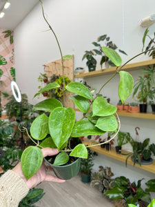 Hoya Latifolia sp  Sarawak