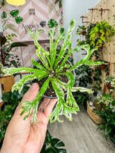 Load image into Gallery viewer, Birds-nest fern variegated, 4” Pot
