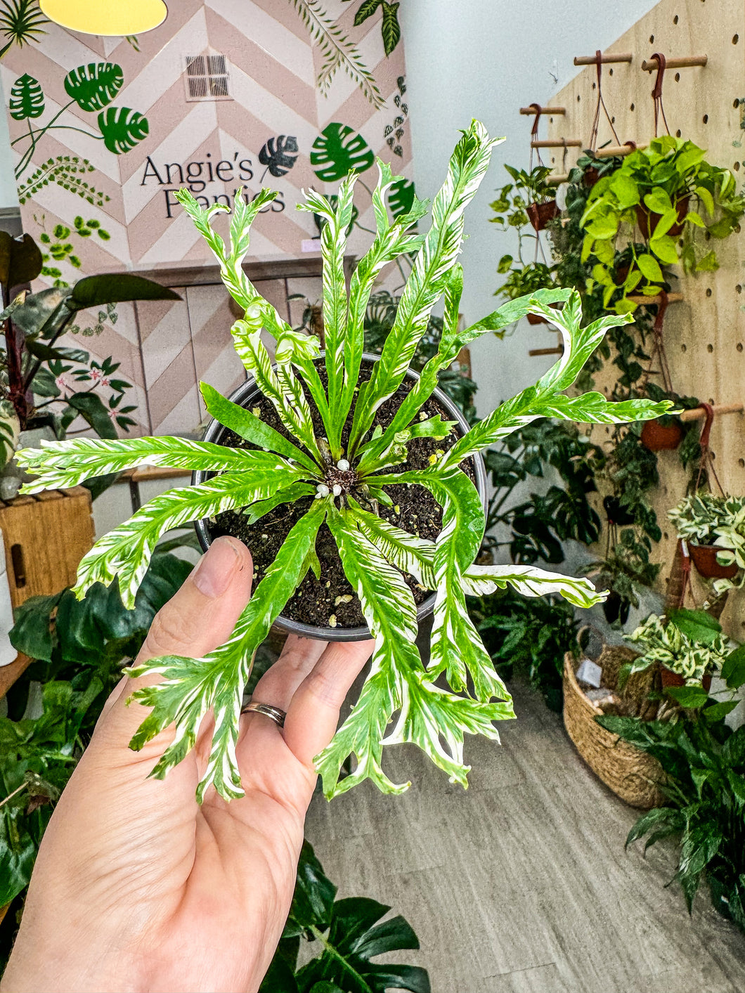 Birds-nest fern variegated, 4” Pot