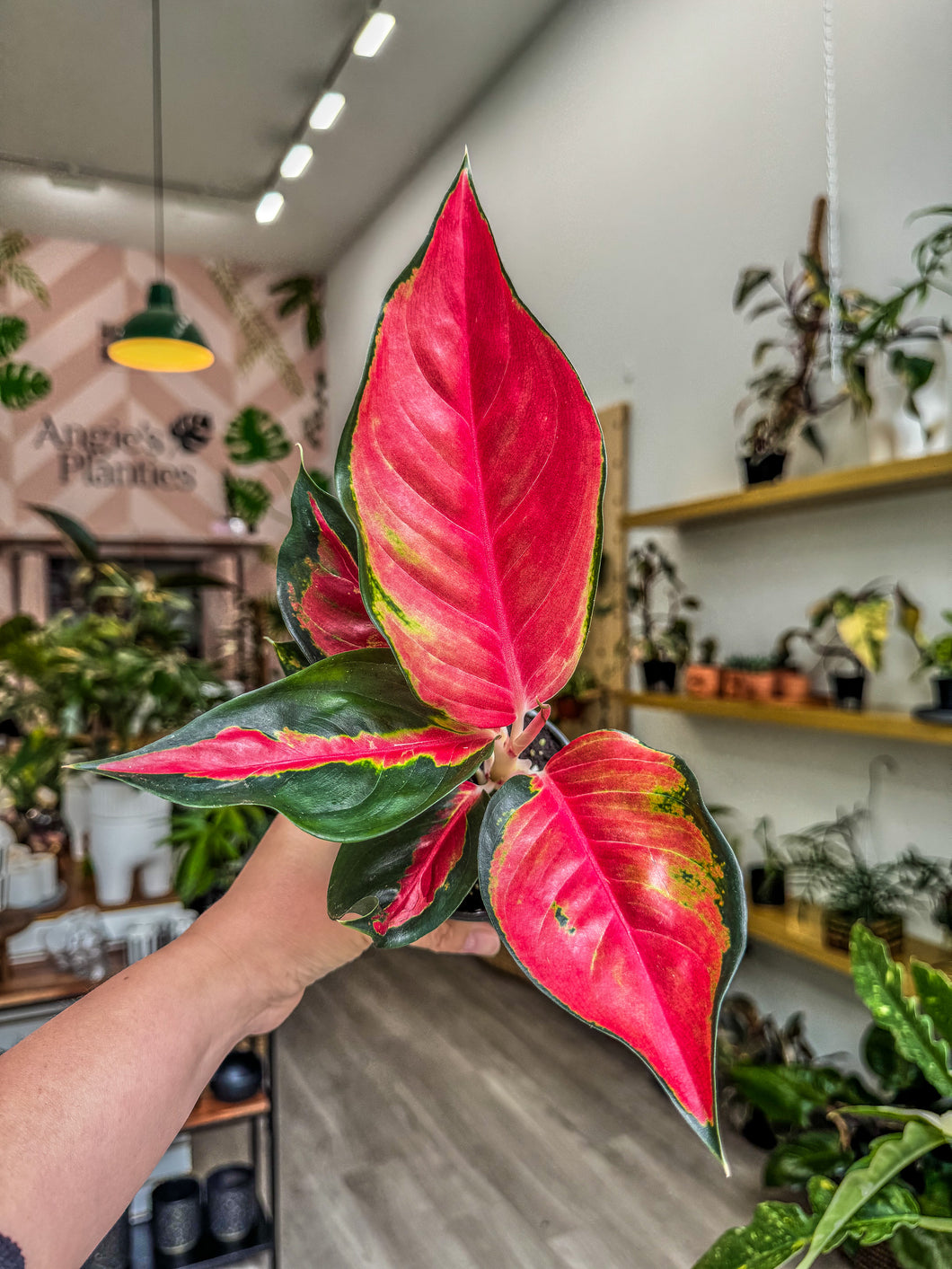 Aglaonema Eastern Red