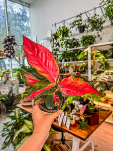 Aglaonema Eastern Red