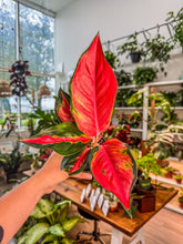 Load image into Gallery viewer, Aglaonema Eastern Red
