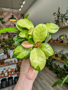 4" Hoya Australis “Lisa”