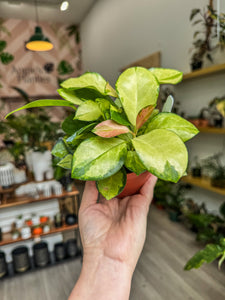 4" Hoya Australis “Lisa”