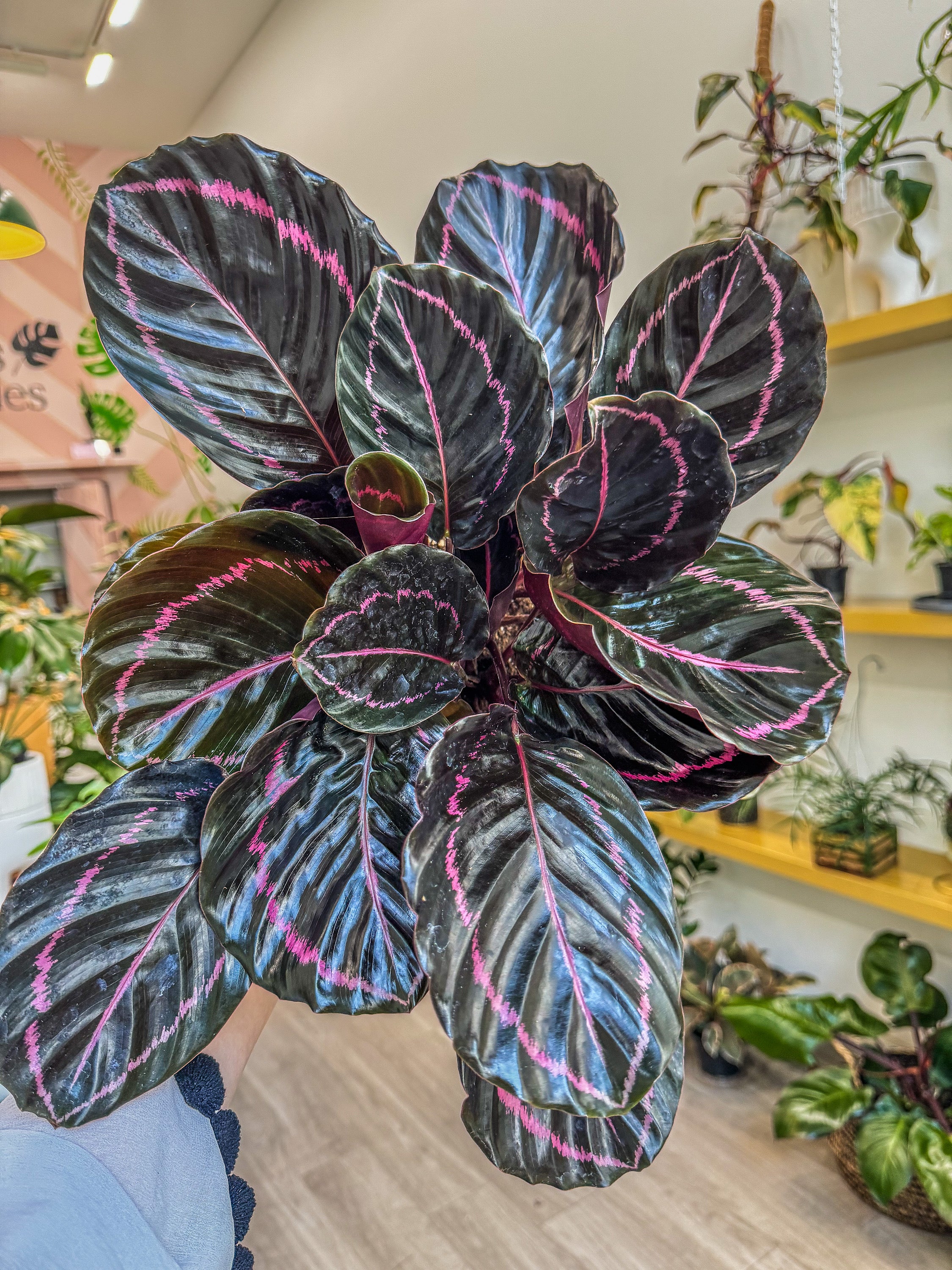 calathea dottie prayer plant Calathea 6" Dottie