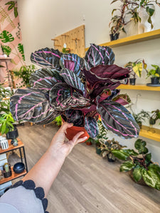 Calathea Dottie