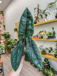 Alocasia Scalprum