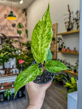 Load image into Gallery viewer, Anthurium Hookeri Variegated 4”
