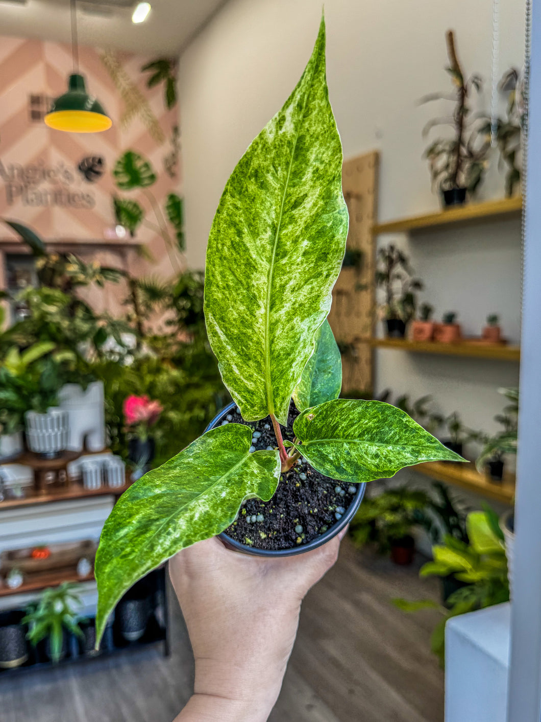 Anthurium Hookeri Variegated 4”