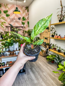 anthurium hookeri variegated Anthurium Hookeri Variegated 4” – Angie's Planties