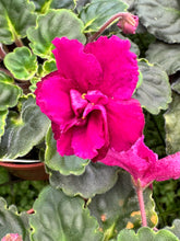 Load image into Gallery viewer, 4” African Violet “Harmony’s Frilly Girl”
