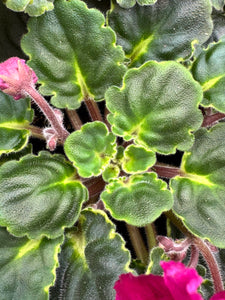 4” African Violet “Harmony’s Frilly Girl”