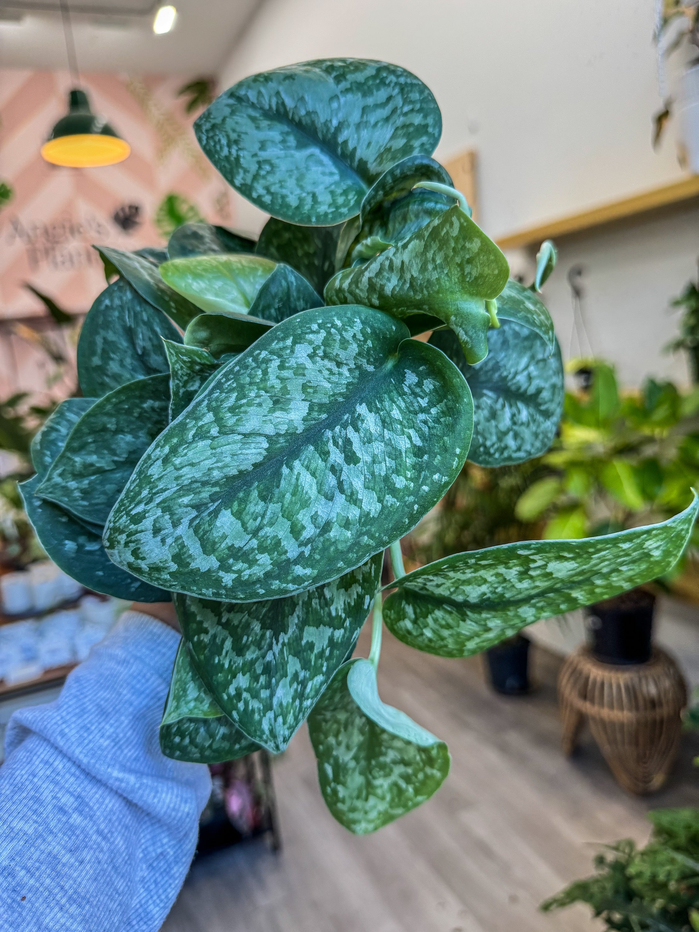 その他観葉植物 Scindapsus Silver llic Scindapsus Silver Splash – Angie's Planties