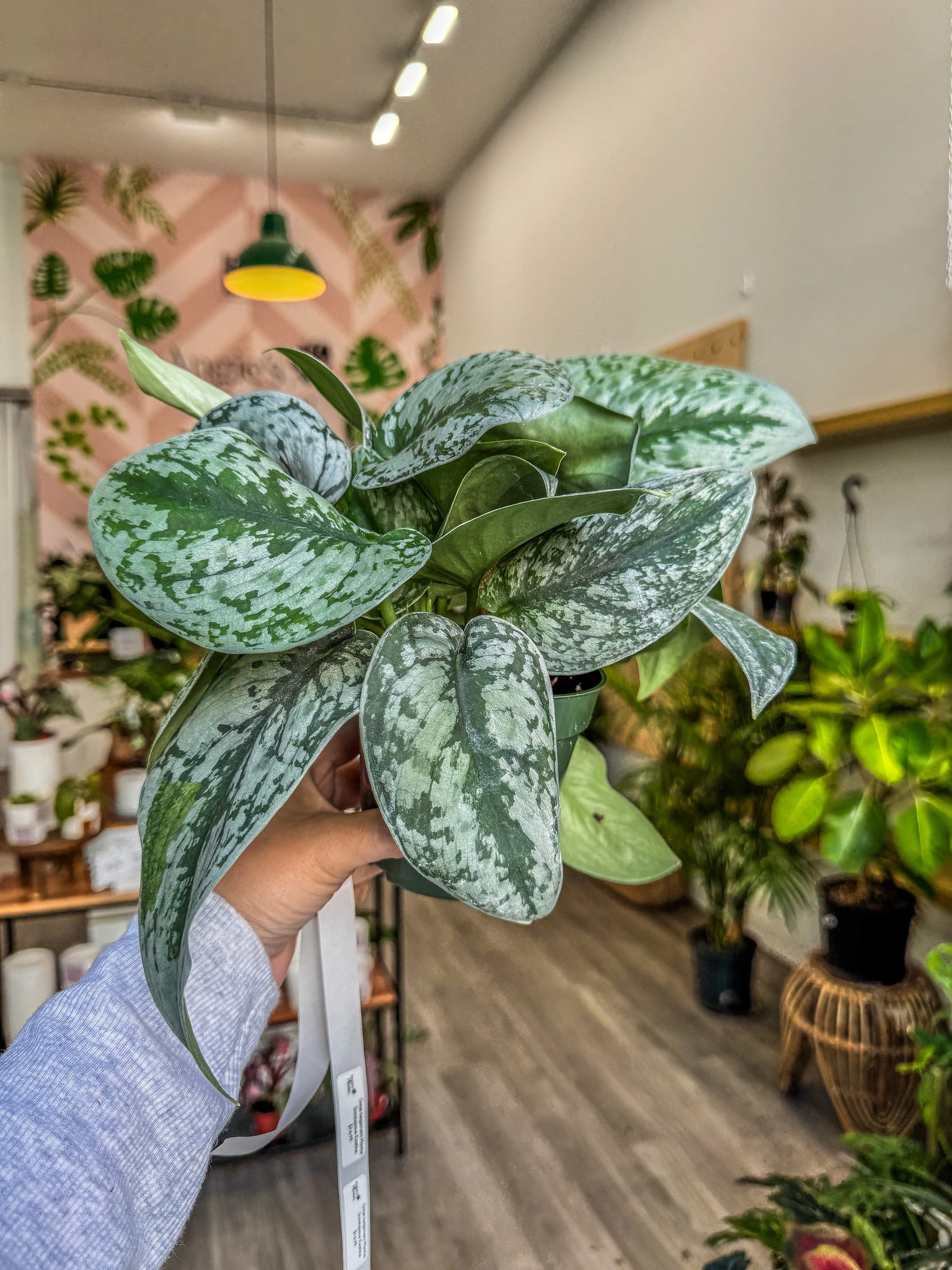 philodendron exotica Scindapsus pictus 'Exotica', 4” – Angie's Planties