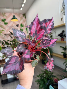 4" Begonia Rex “ Harmony’s Black Heart”