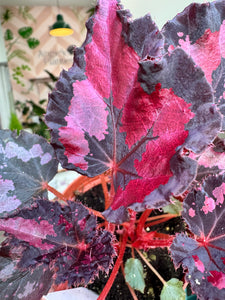 4" Begonia Rex “ Harmony’s Black Heart”