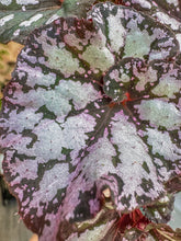 Load image into Gallery viewer, Begonia Rex “ Harmony’s Twisted Sister”
