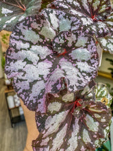 Load image into Gallery viewer, Begonia Rex “ Harmony’s Twisted Sister”
