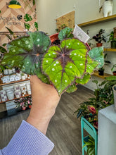 Load image into Gallery viewer, Begonia Rex “ Harmony’s Grinch”
