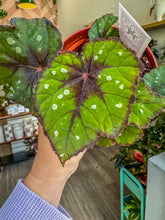 Load image into Gallery viewer, Begonia Rex “ Harmony’s Grinch”
