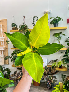 4" Moonlight Philodendron