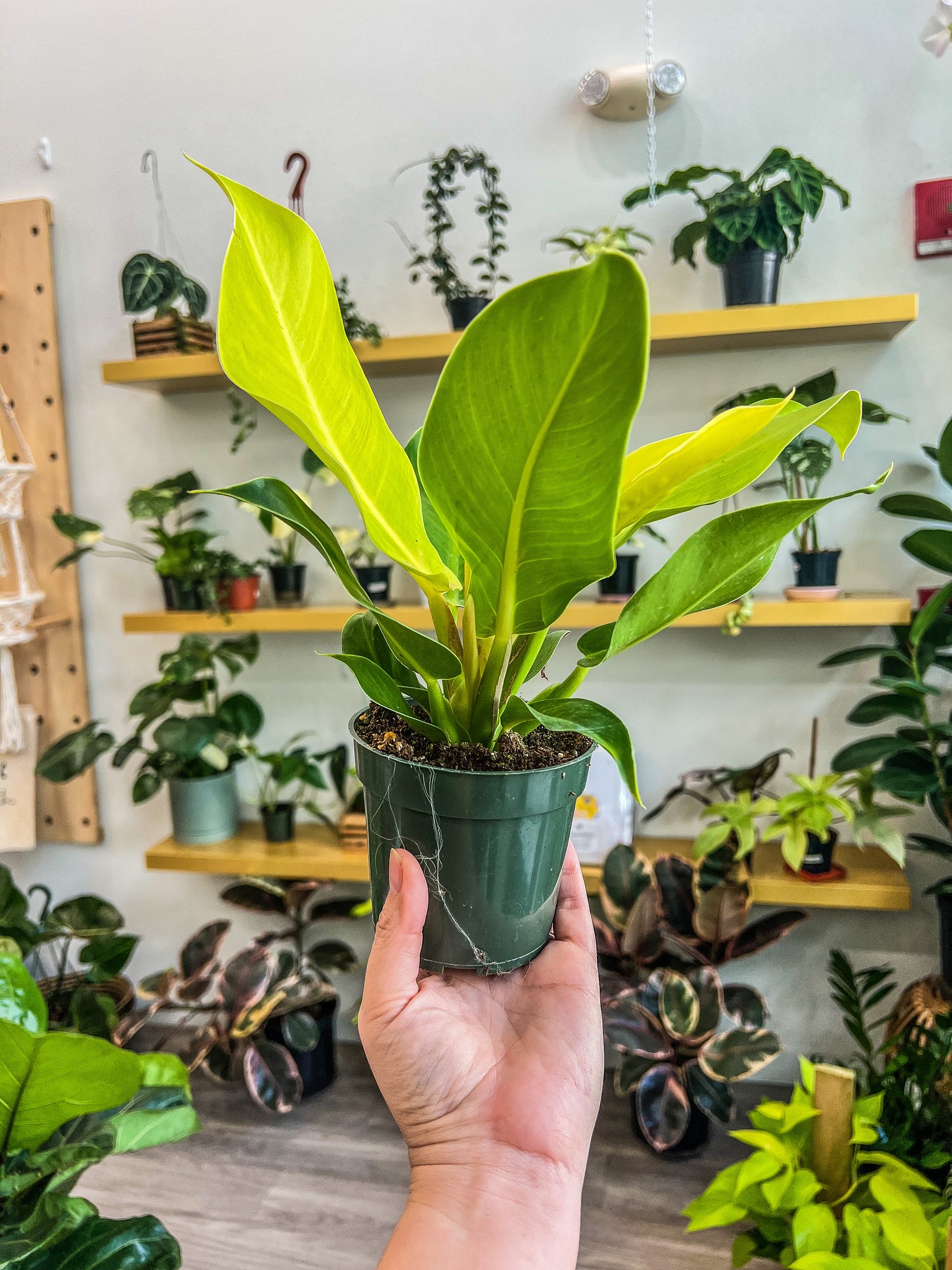 moonlight philodendron price Moonlight Philodendron