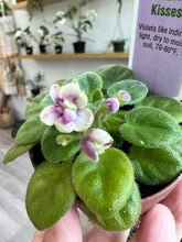 Load image into Gallery viewer, Mini African Violet “Hunter’s Butterfly Kisses“
