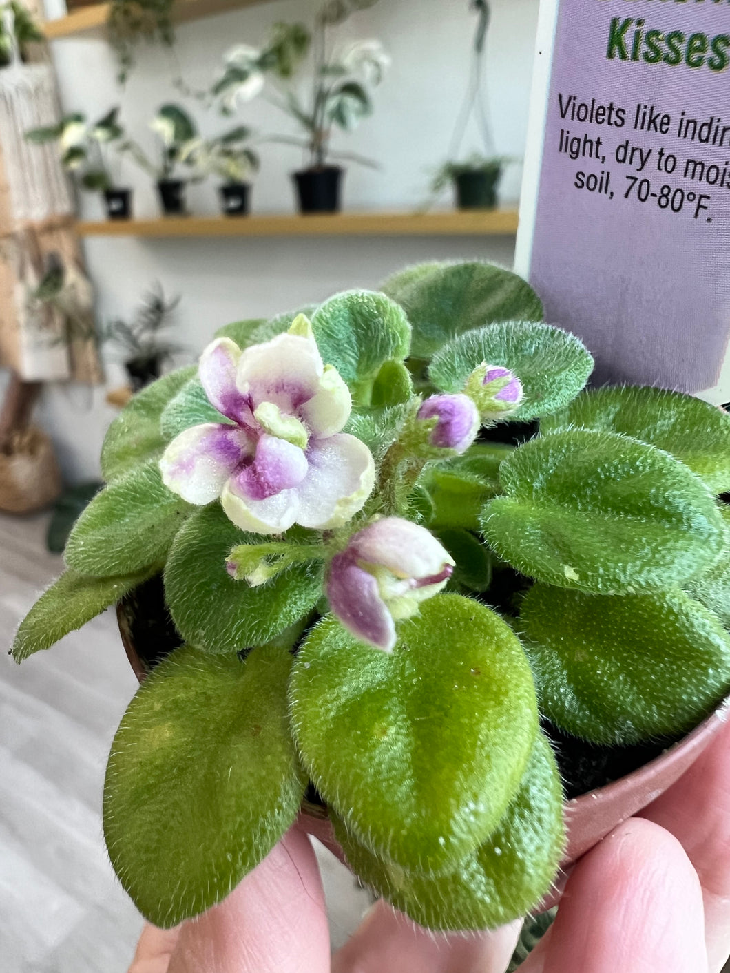 Mini African Violet “Hunter’s Butterfly Kisses“