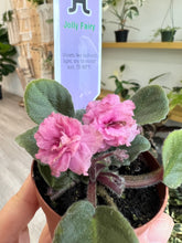 Load image into Gallery viewer, Mini African Violet “Jolly Fairy”
