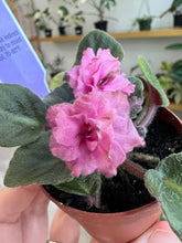 Load image into Gallery viewer, Mini African Violet “Jolly Fairy”
