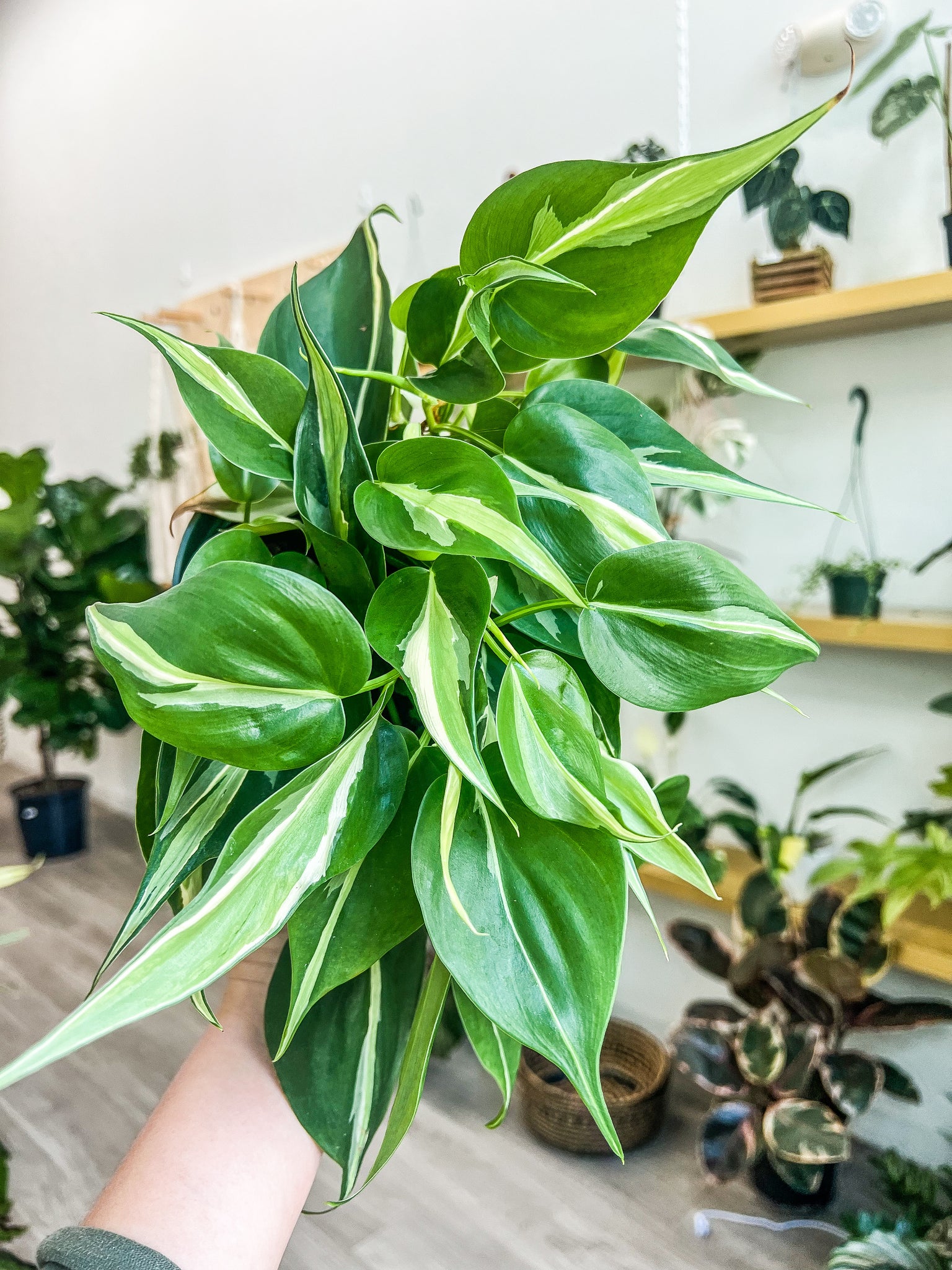white stripe philodendron Philodendron Silver Stripe, 6” Pot – Angie's Planties