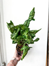 Load image into Gallery viewer, 4” Syngonium &#39;Godzilla&#39;
