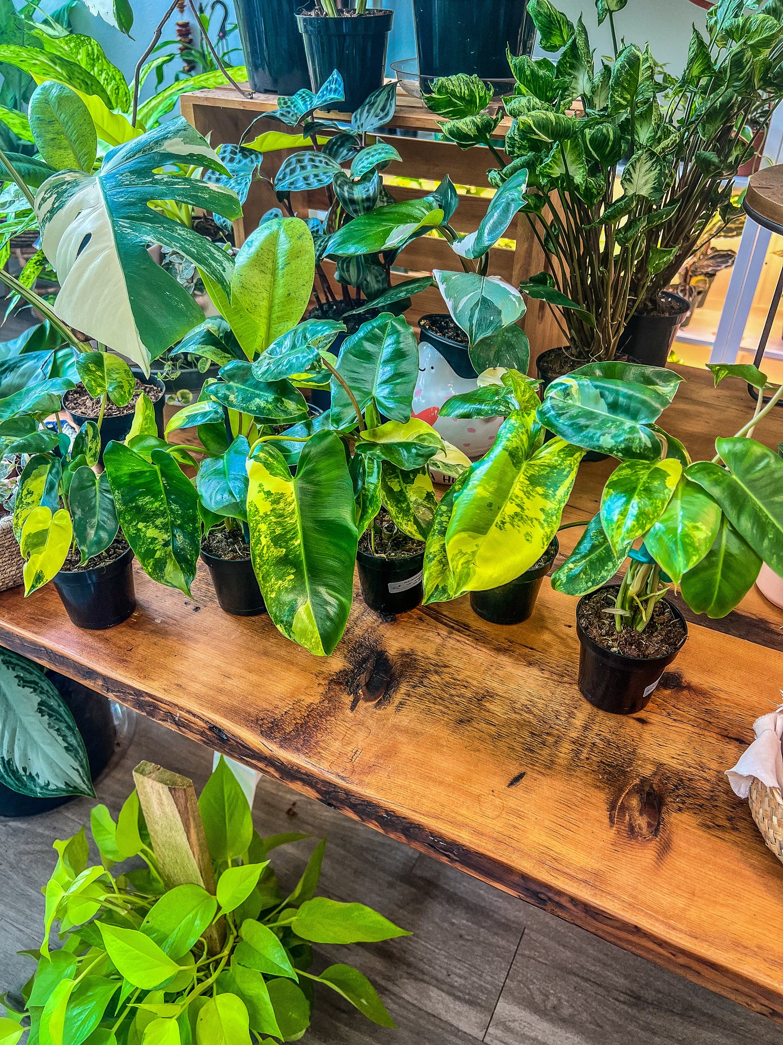 philodendron burle marx for sale 3.5" Philodendron Burle Marx Philodendron Burle Marx Aurea Variegata – Angie's Planties