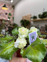 Load image into Gallery viewer, 4&quot;  African Violet &quot;Harmony’s Lucky Lady&quot;
