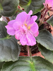 4"  African Violet "Hawaiian Pearl"