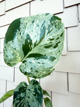 Load image into Gallery viewer, Monstera Bulbasaur, 3” Pot
