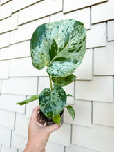 Load image into Gallery viewer, Monstera Bulbasaur, 3” Pot
