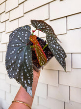 Load image into Gallery viewer, Begonia Cane Harmony Kismet, 4” Pot
