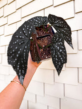 Load image into Gallery viewer, Begonia Cane Harmony Kismet, 4” Pot
