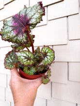 Load image into Gallery viewer, Begonia Rex Harmony Rager *New Hybrid*
