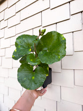 Load image into Gallery viewer, Firefly Leopard Plant 4” Pot
