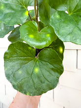 Load image into Gallery viewer, Firefly Leopard Plant 4” Pot
