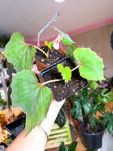 Load image into Gallery viewer, Begonia Cane Cathayana, 4” Pot
