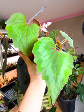 Load image into Gallery viewer, Begonia Cane Cathayana, 4” Pot
